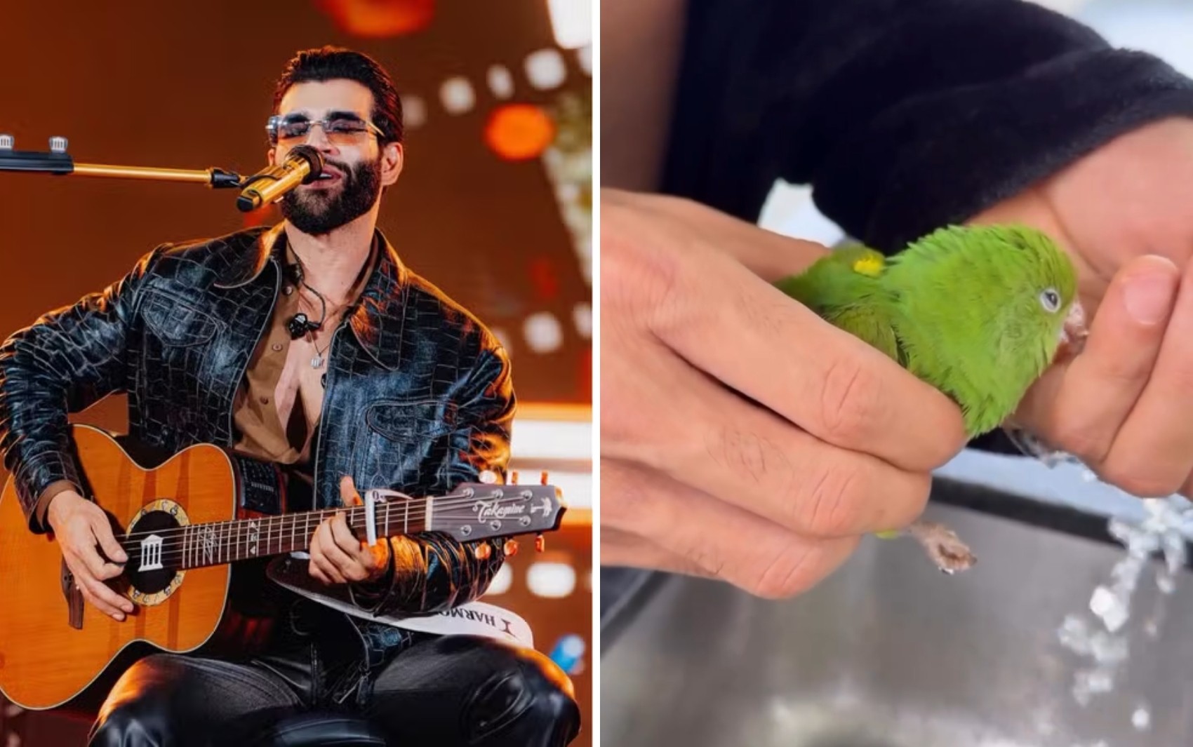 Andressa mostra quando filhos e Gusttavo Lima resgatam e cuidam de pássaro que caiu de árvore; vídeo