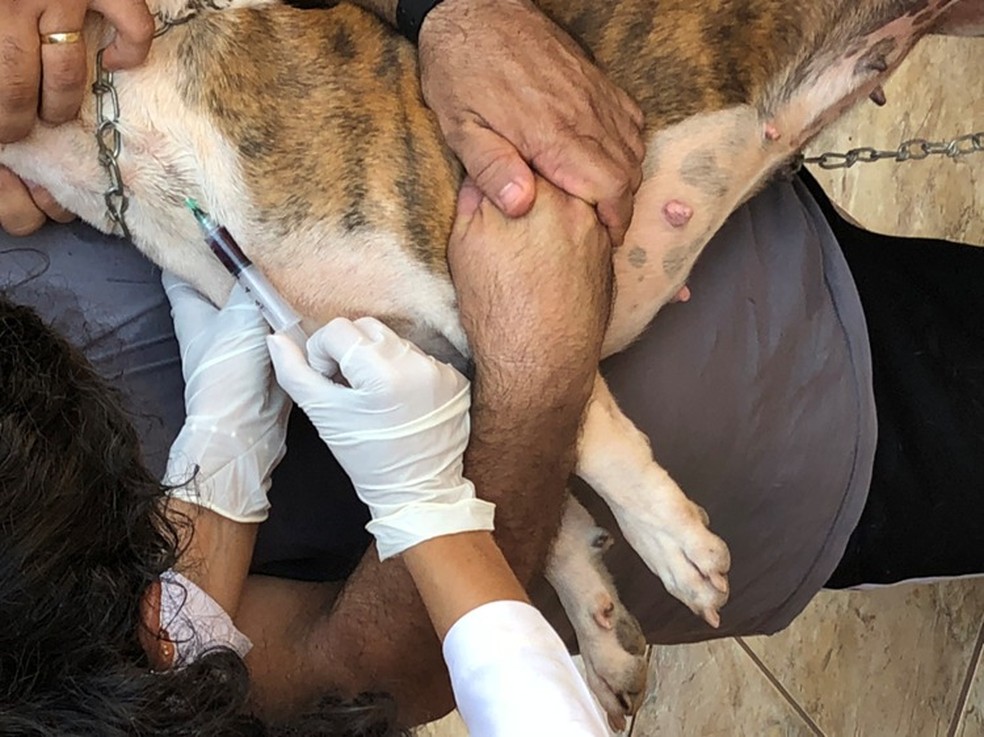 Coleta de sorologia para teste de leishmaniose visceral canina — Foto: Acervo pessoal/Cristian José