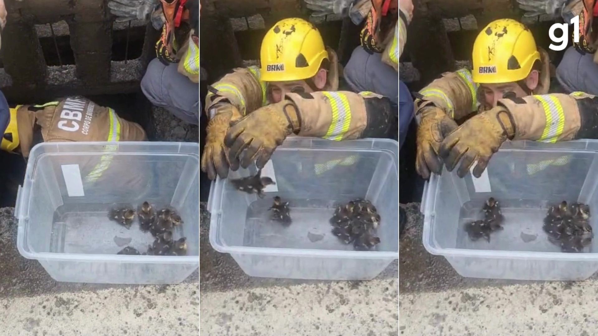 VÍDEO: patinhos se perdem da mãe, caem em bueiro à beira de estrada e são resgatados por bombeiros