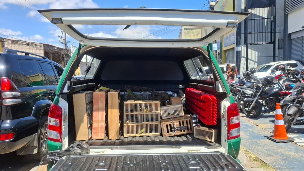 Dos detidos, dez foram autuados em flagrante por tráfico e maus-tratos de animais silvestres. — Foto: Divulgação