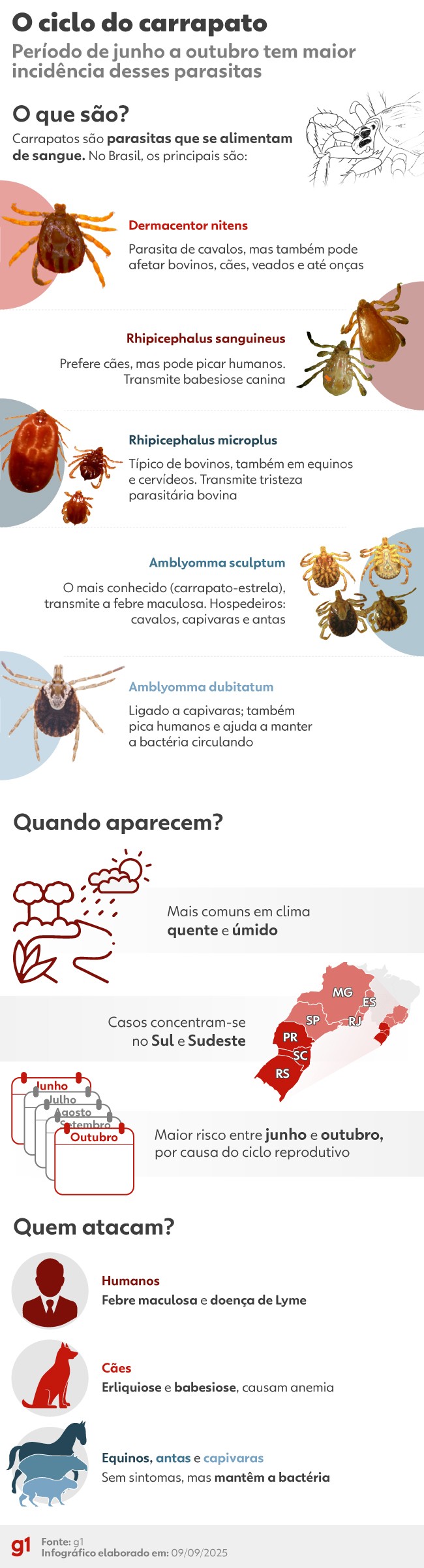 Caeté, na Grande BH, registra duas mortes por febre maculosa