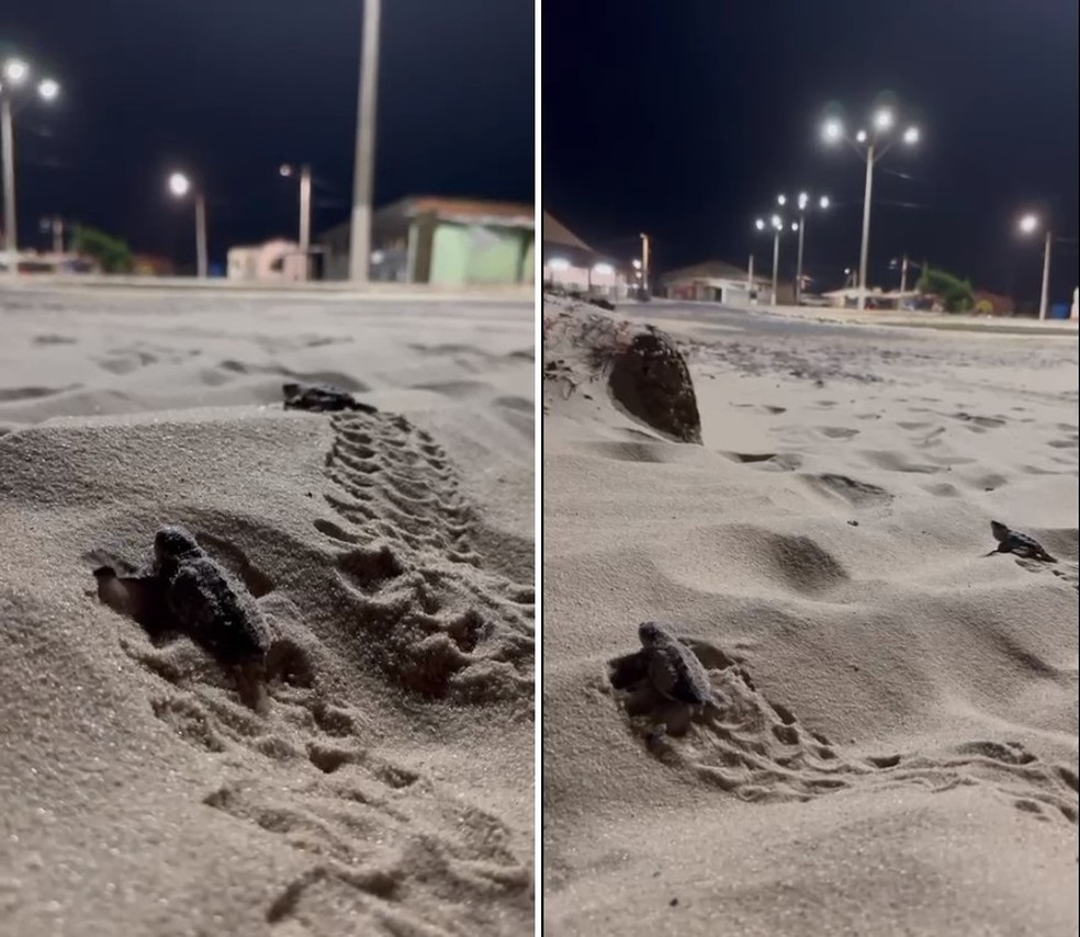 Filhotes de tartaruga 'erram' caminho do mar ao serem atraídas pela luz de postes em praia do Piauí — Foto: Instituto Tartarugas do Delta