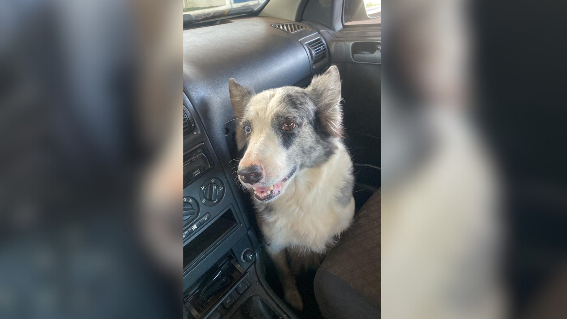 Vídeo flagra momento em que motorista mata cachorra atropelada e sai sem prestar socorro em Rio Preto