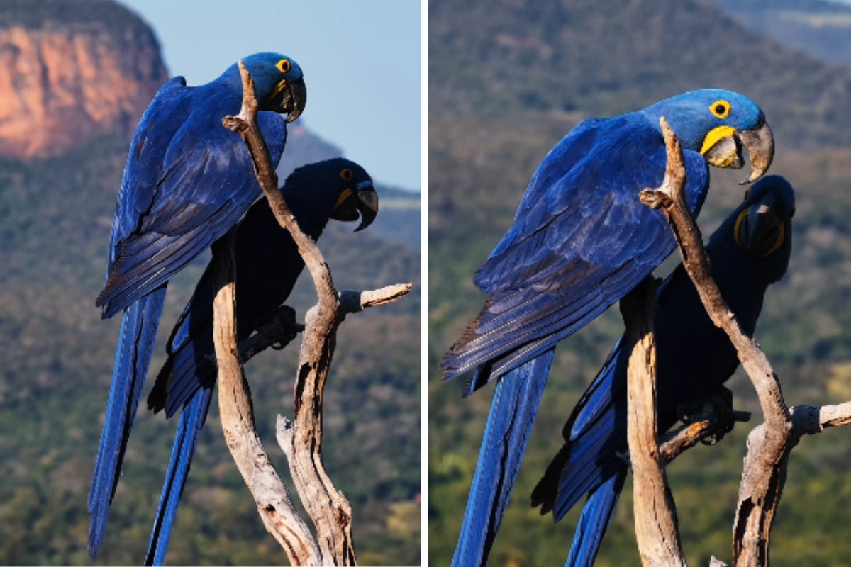 Araras-azuis posam para fotógrafo e criam instante mágico no alto de morro de 700 metros no Pantanal