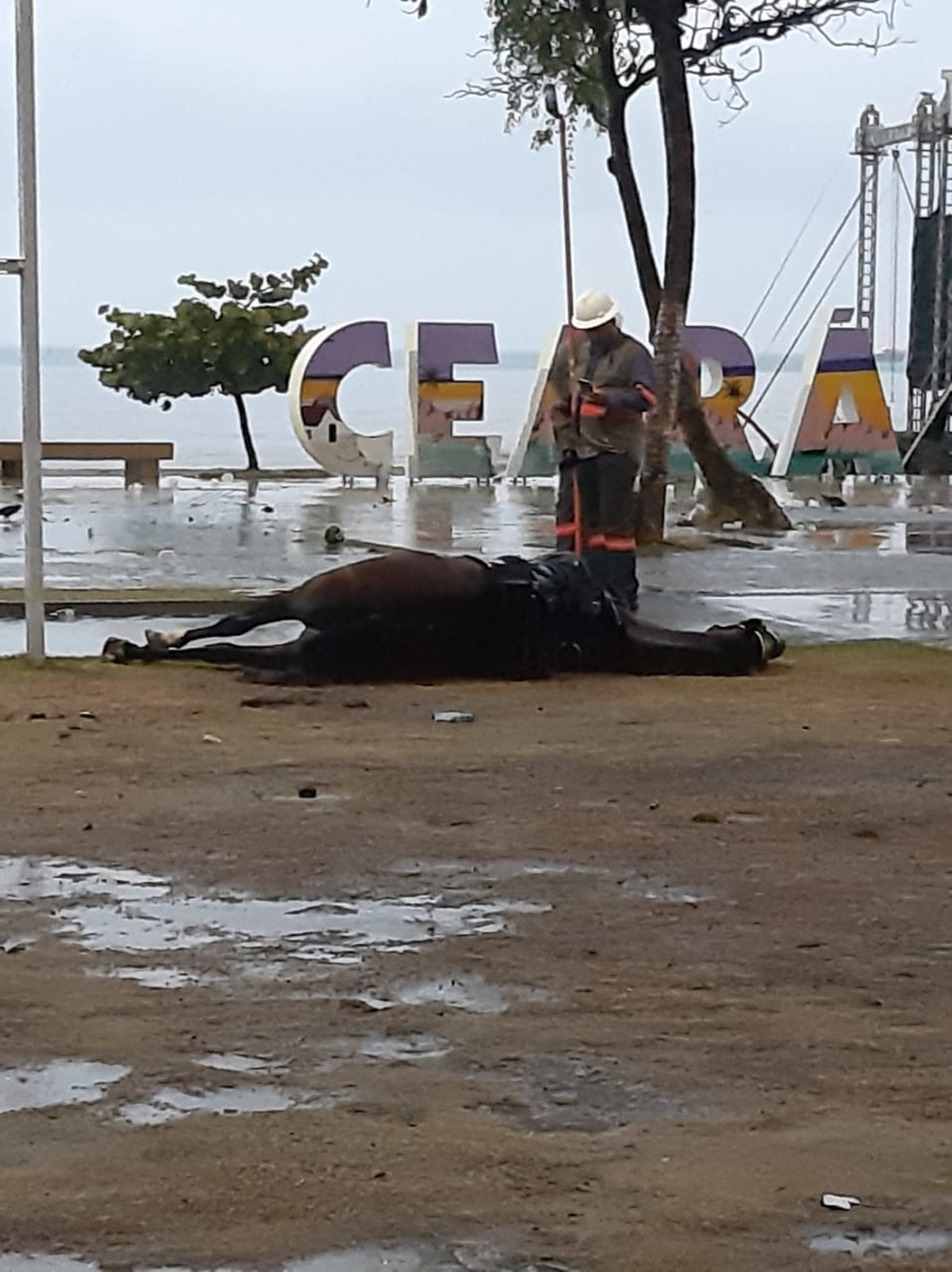 Descarga elétrica mata cavalo premiado na Fenagro 2015