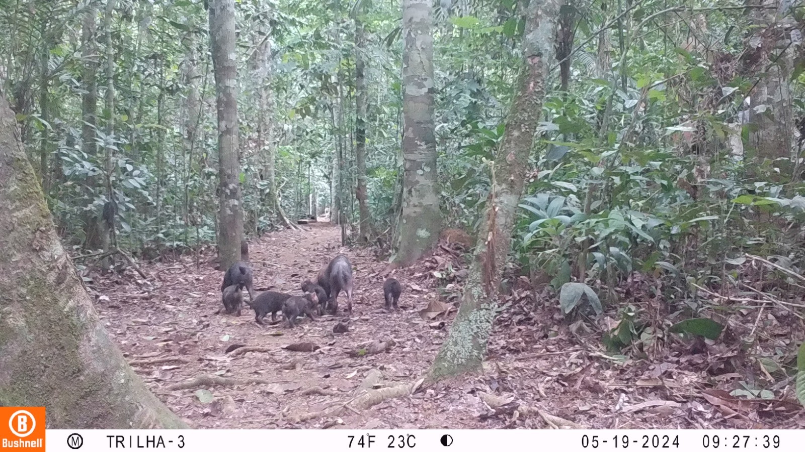 VÍDEO: câmera flagra espécie de cachorro ameaçada de extinção em Parque Estadual de Rondônia