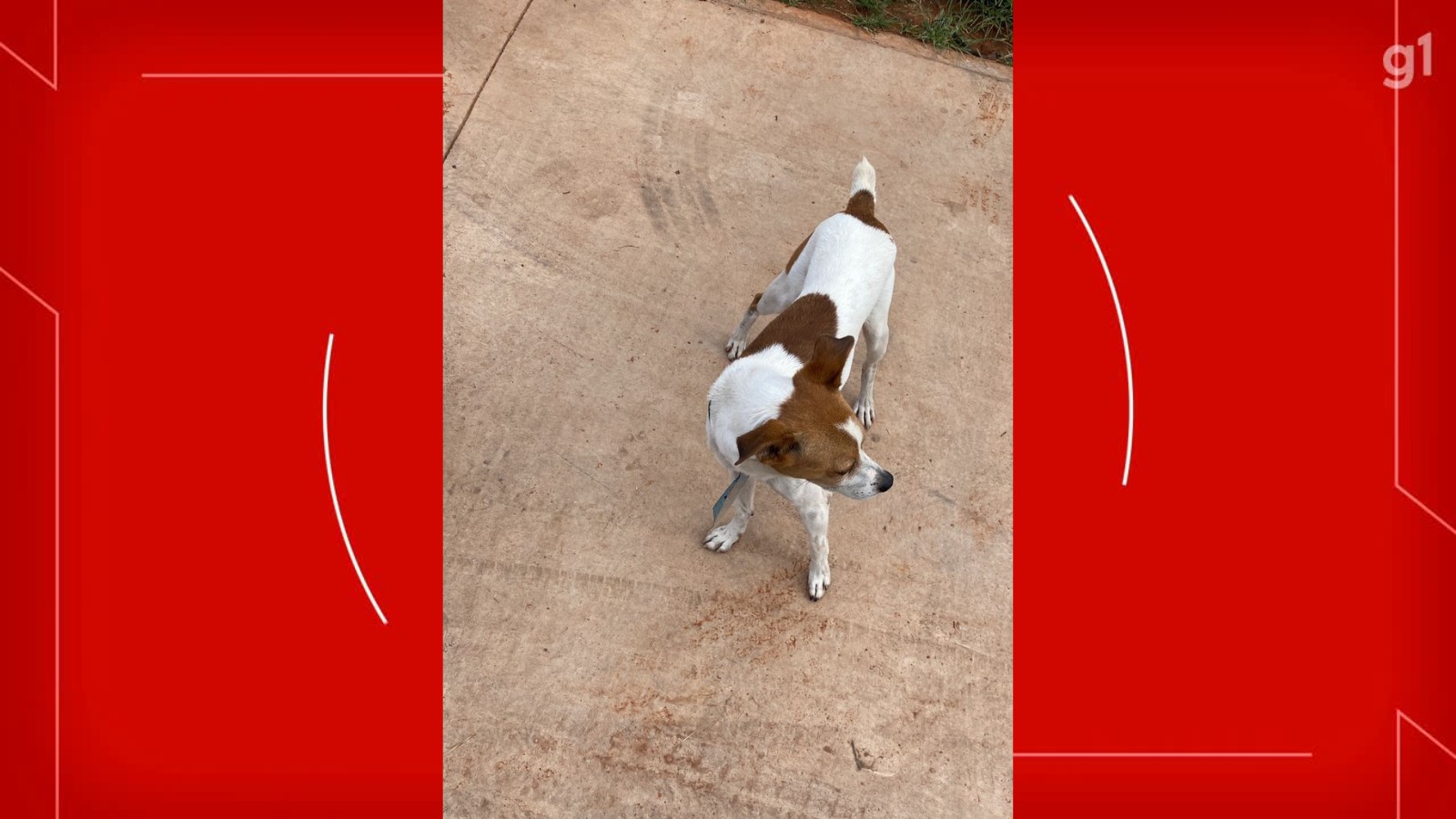 Pitbull ataca e mata cachorro no Riacho Fundo; caso foi registrado na polícia 
