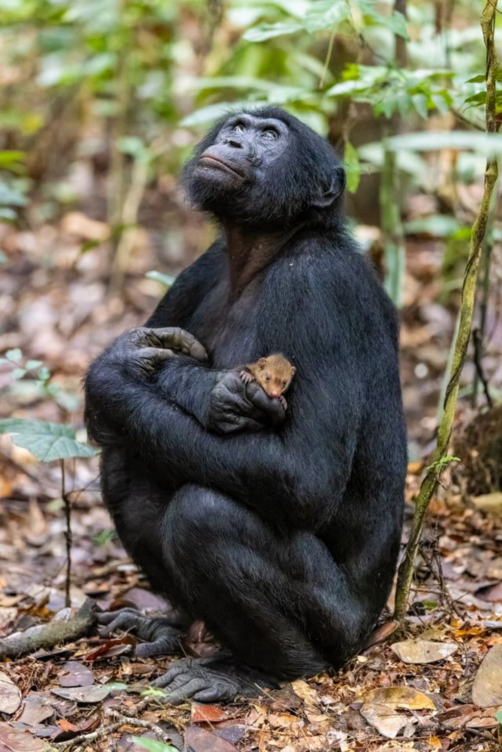 Mulheres dando para macacos