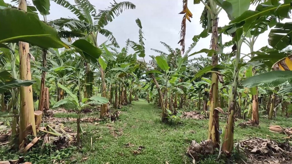 Banana Vitória produz cerca de 30 toneladas por hectare. Espírito Santo é referência na produção — Foto: Reprodução/TV Gazeta