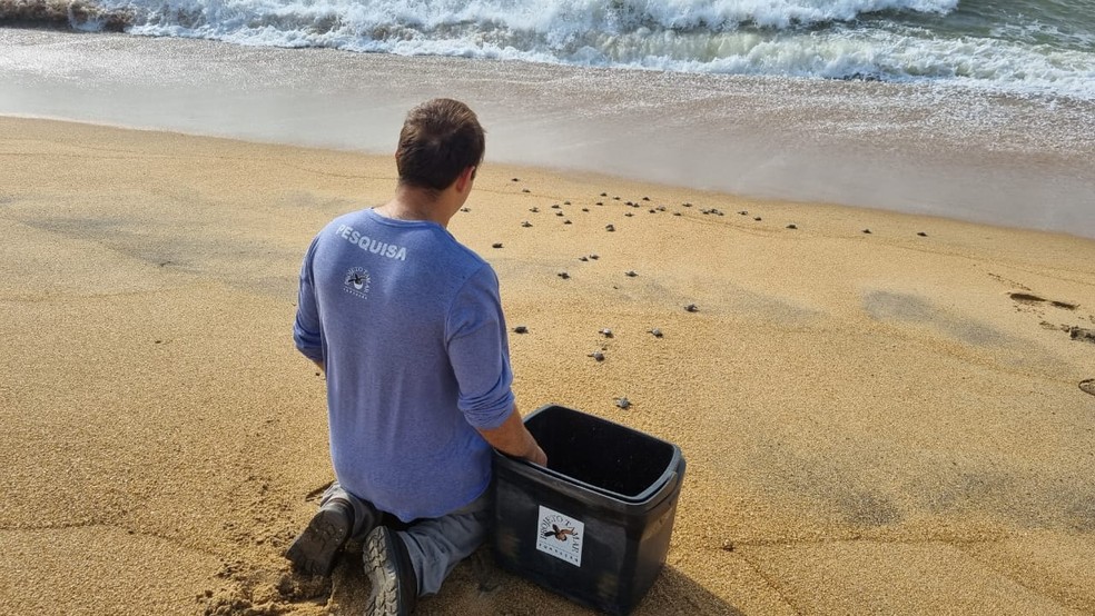 Ninhos são monitorados em todo o litoral do Espírito Santo — Foto: Divulgação/Fundação Projeto Tamar