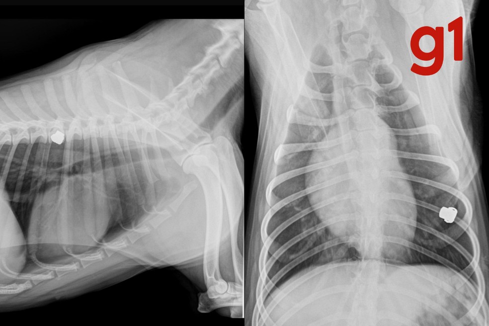 Após atingir o olho do animal, a bala ficou alojada próximo à costela — Foto: Polícia Militar