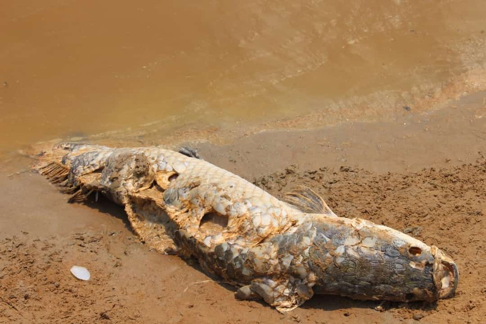 Pirarucus aparecem mortos no AM. — Foto: Divulgação