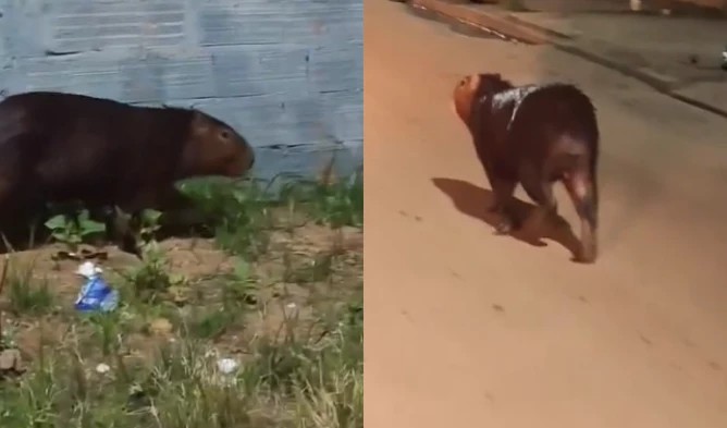 Capivara é flagrada em bairro de Imperatriz e surpreende moradores