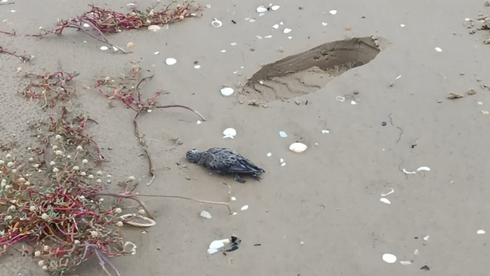 Dezenas de aves marinhas foram encontradas mortas na região de Tutoia, no Maranhão — Foto: Divulgação/Instituto Amares