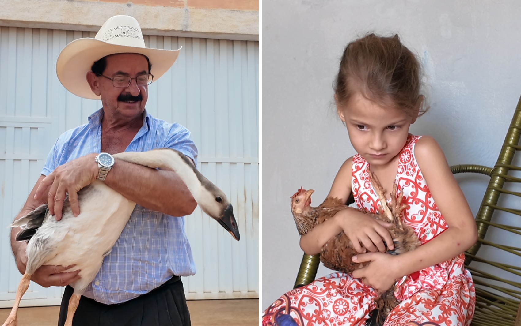 Galinha e ganso de estimação: pets inusitados chamam atenção em cidade no interior de SP