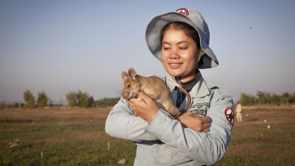 Magawa, o rato 'herói' que detecta minas terrestres se aposenta