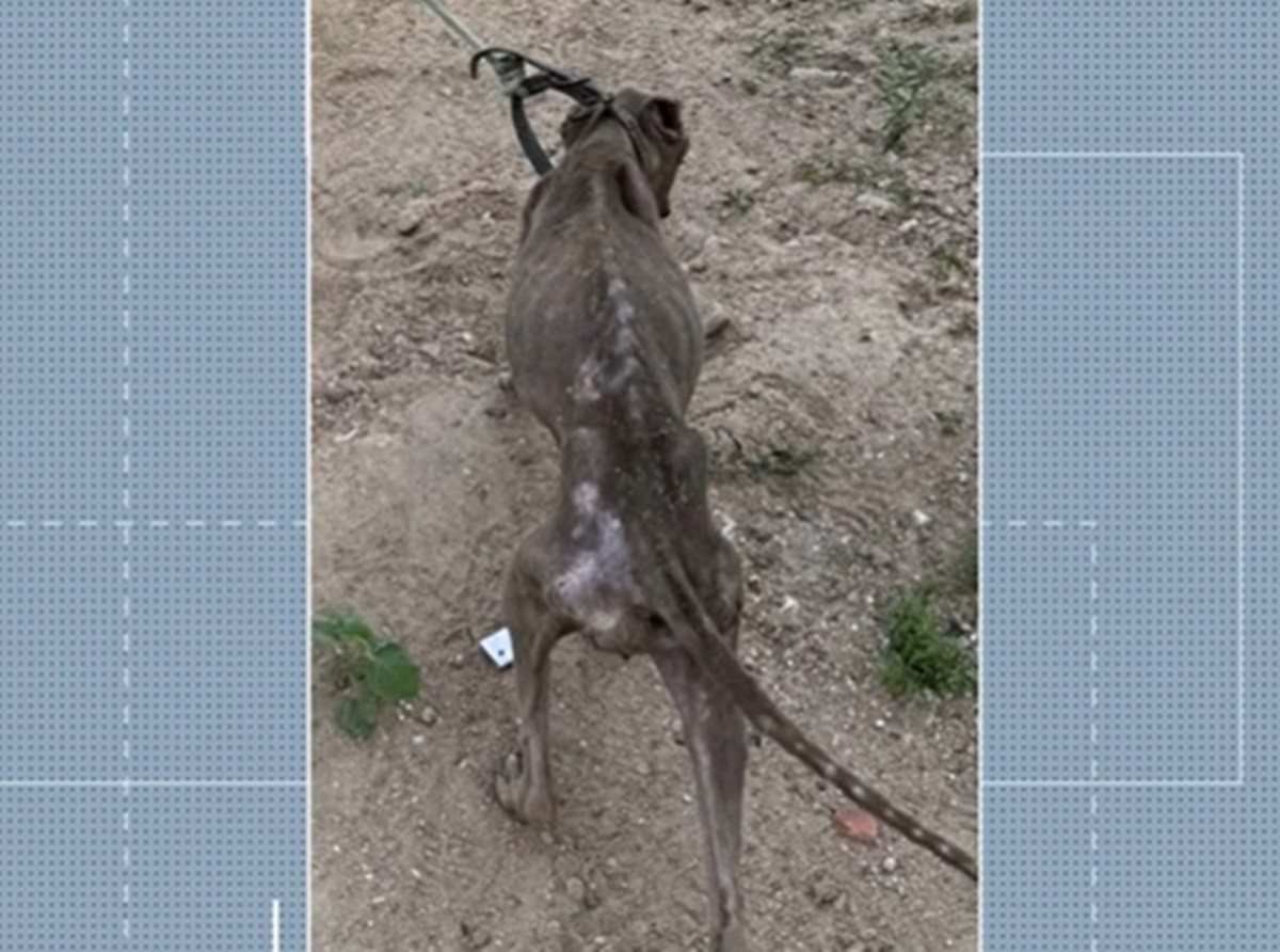 Homem é preso, suspeito de maus-tratos contra cachorro em Queimadas