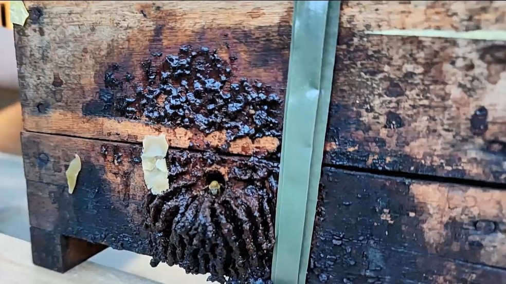 Abelha sem ferrão uruçu-negra se restringe às formações florestais situadas na região serrana do estado do Espírito Santo — Foto: Reprodução/TV Gazeta