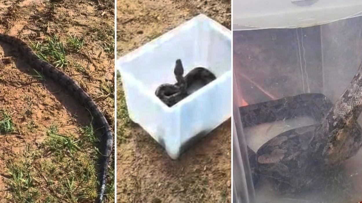 Jiboia de 1,5 metro é resgatada em trilha de Parque Estadual no interior de SP