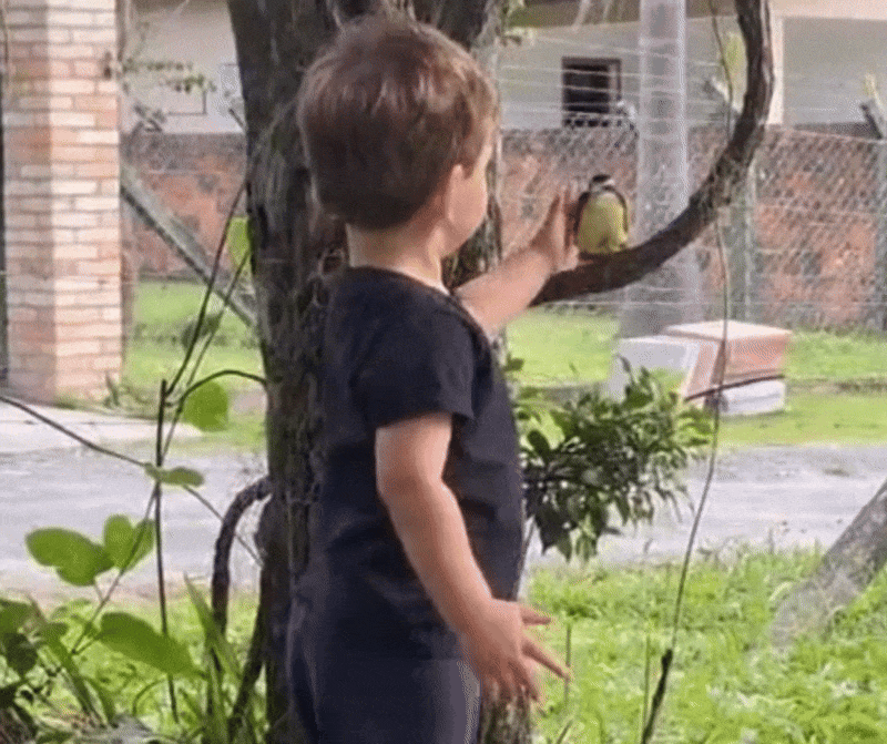 VÍDEO: Menino de 2 anos viraliza após 'conversar' e fazer carinho em bem-te-vi em SC