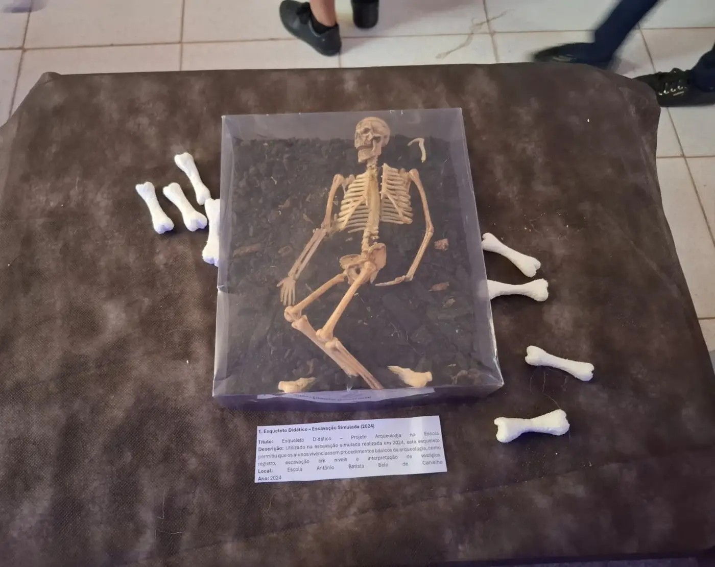 Escavação com esqueleto de 1,65 m é destaque em exposição sobre história amazônica em Santarém