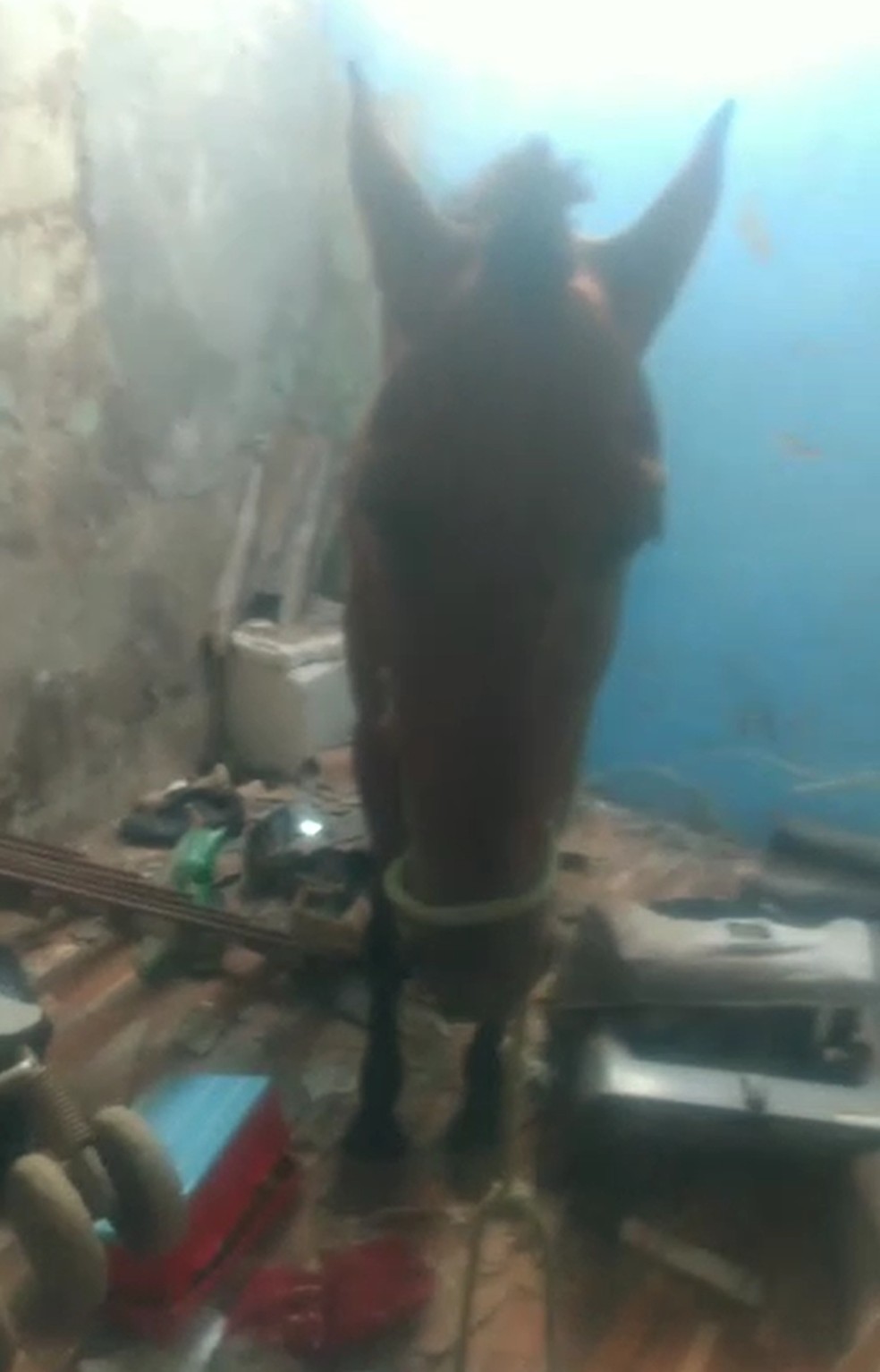 Cavalo cai em bueiro aberto e fica apenas com as patas traseiras para fora  - Gerais - Estado de Minas