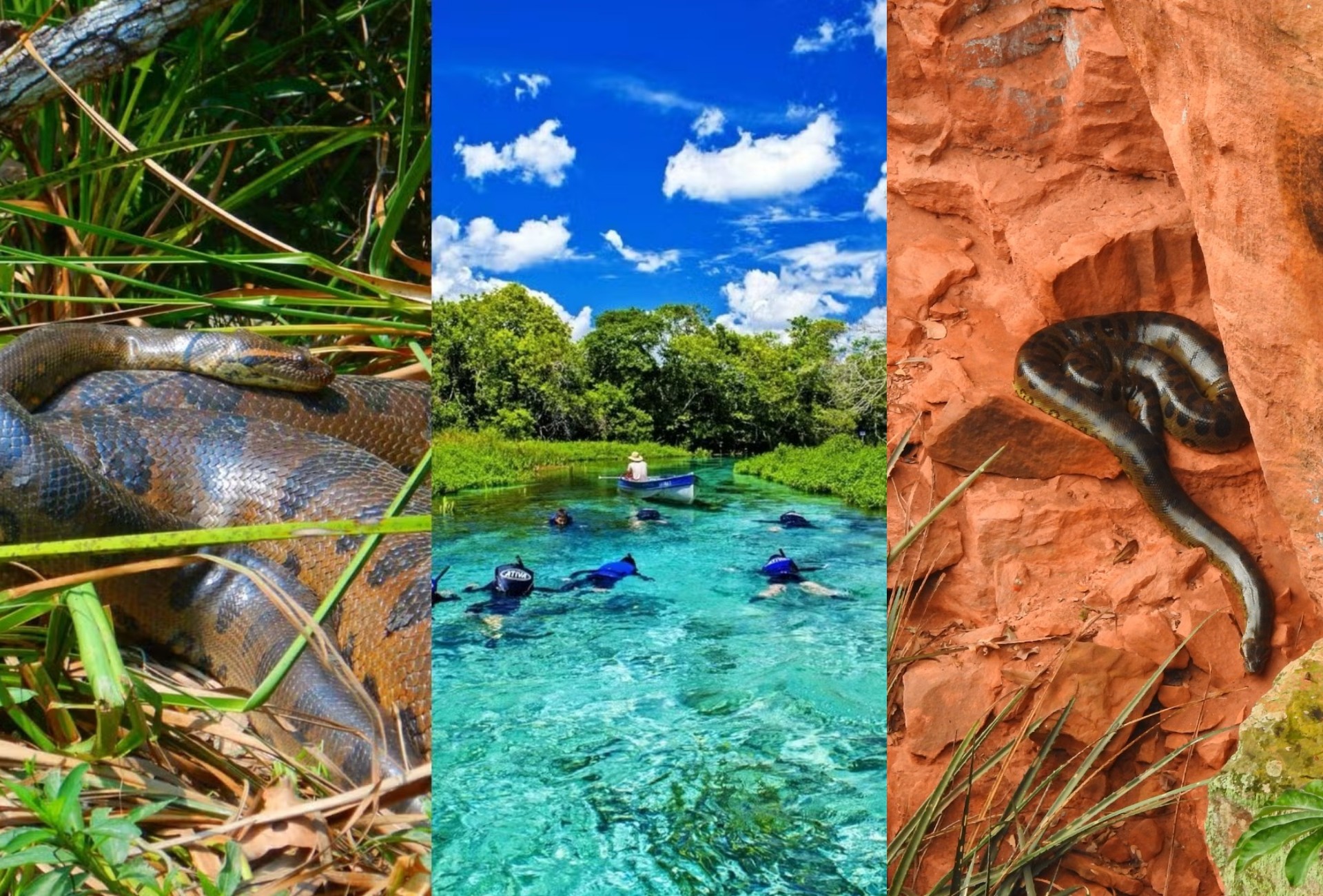 VÍDEO: de paraíso de águas cristalinas a guardiã de 'mundo perdido': onde vivem as maiores cobras do Brasil
