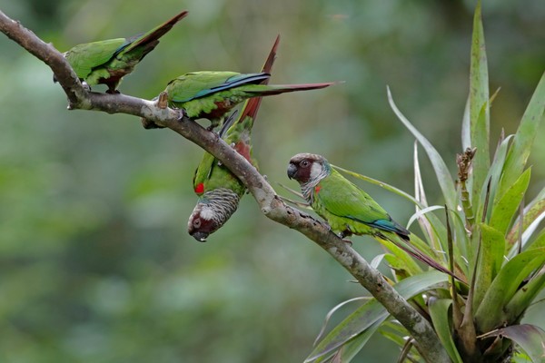 O periquito-cara-suja é uma ave exclusiva do Nordeste brasileiro que vive em pequenos bandos de 4 a 15 indivíduos — Foto: Fábio Nunes/Aquasis