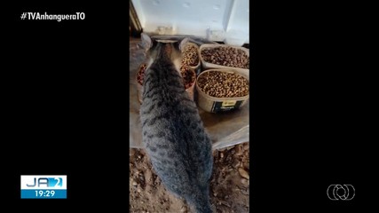Homem garante na Justiça o direito de alimentar animais em secretaria de Guaraí