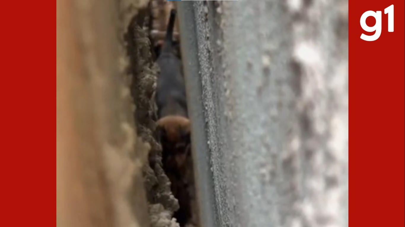 VÍDEO: filhotes de cachorro são resgatados após ficarem presos entre paredes de construção em MT
