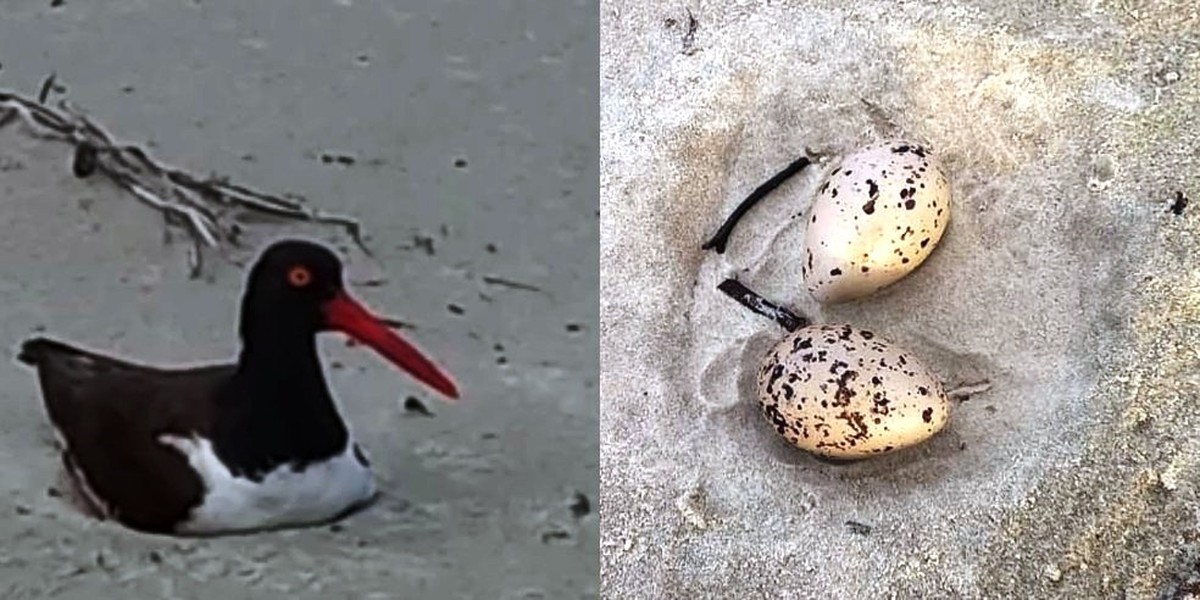 Ave 'pirupiru' é flagrada chocando ovos em praia do litoral de SP