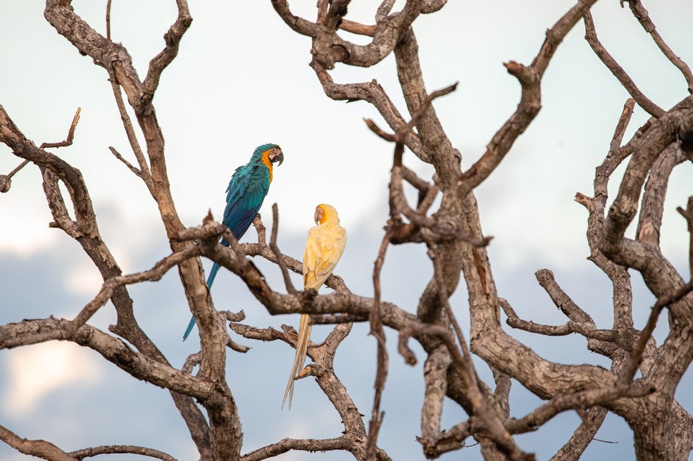 Explicação para terceira aparição de arara-canindé com lutinismo no Tocantins pode estar na genética das populações locais — Foto: Clóvis Cruvinel