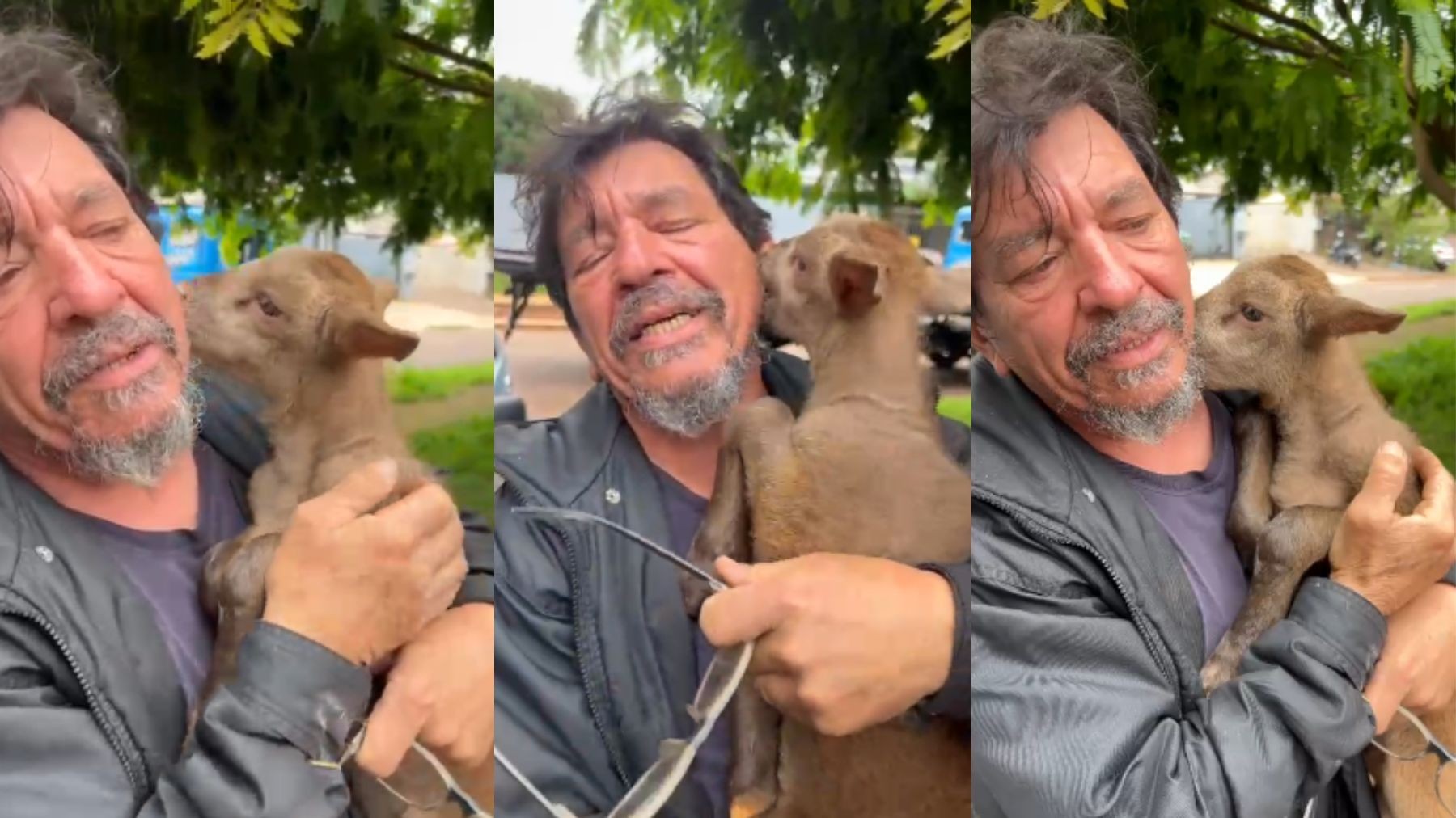 Reencontro Emocionante: Fred, o Cabritinho de Cascavel, Volta Para Casa