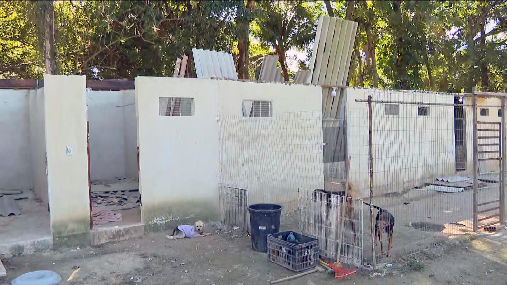 Vendaval destrói canis de ONGs de proteção animal, e abrigos correm para reconstruir espaços no RJ