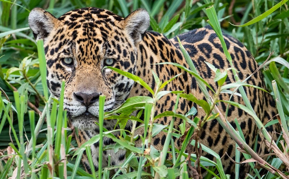 A onça macho leva o nome em homenagem a Kalimann — Foto: Henrique Olsen