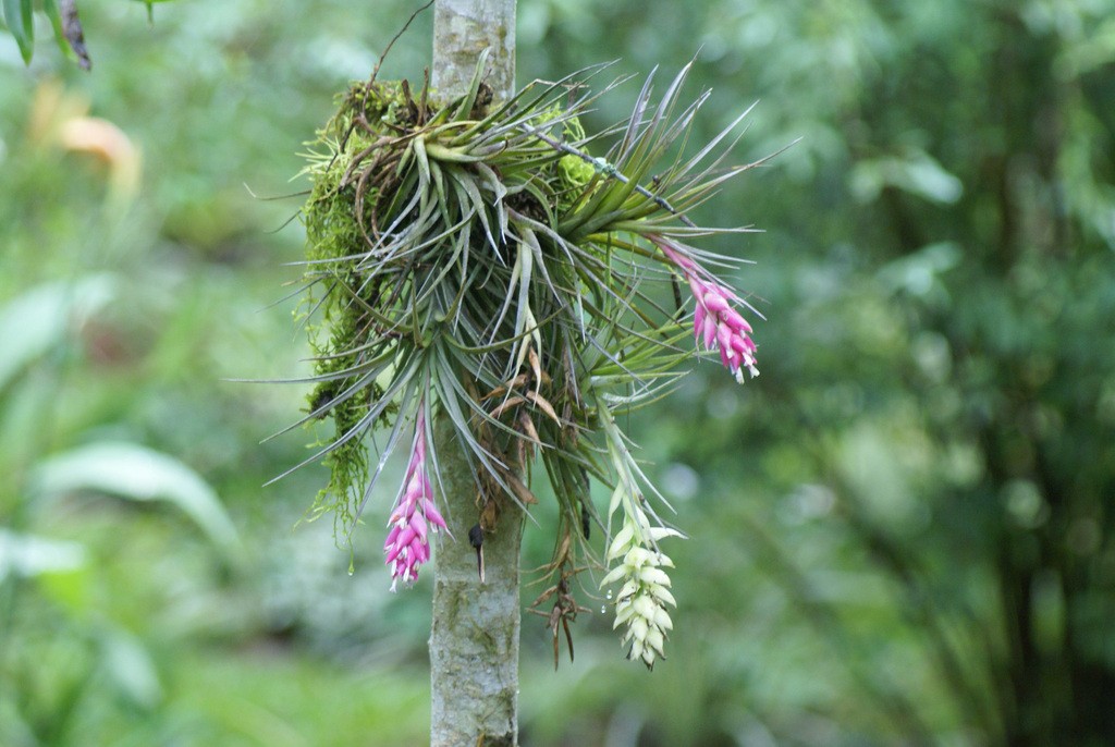 Grupo de bromélias sobrevive apenas do ar e da chuva; conheça as plantas sem caule 