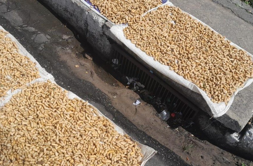 Vigilância apreende 15 kg de amendoim por suspeita de contaminação por fezes de rato em bairro de Maceió