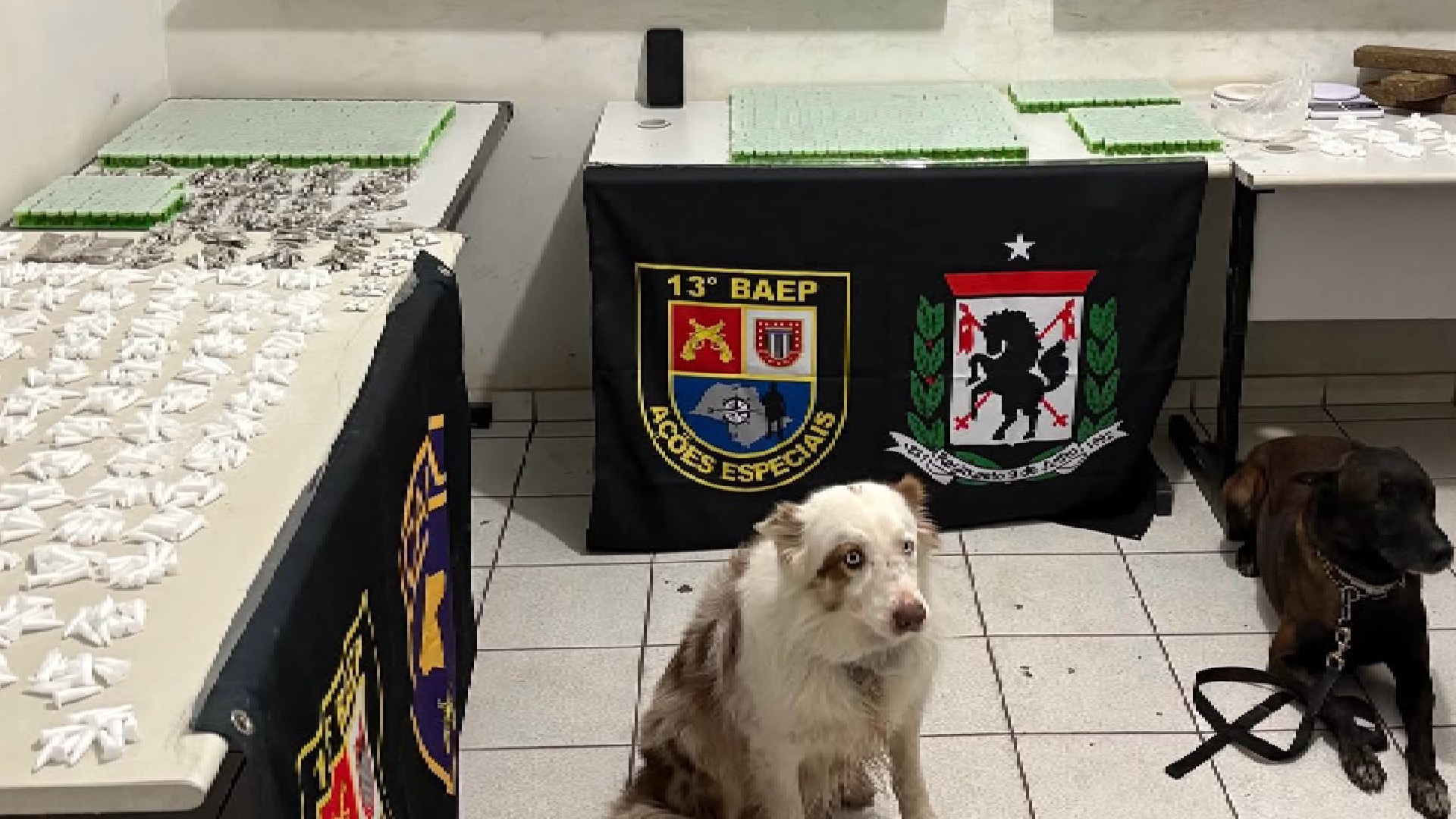 Cães farejadores da PM encontram tambor com drogas enterrado em área de mata de comunidade em Marília