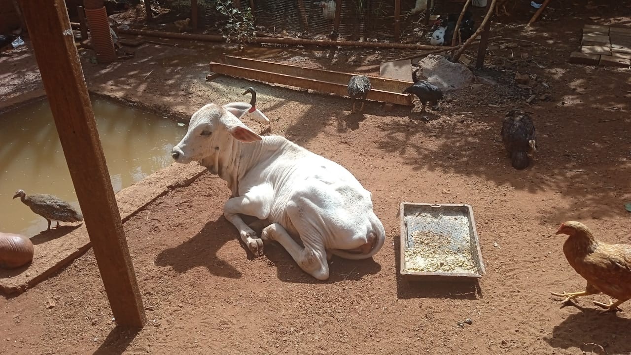 Bezerro nelore é furtado de fazenda em Uberaba e encontrado pela polícia em 'boca de fumo'