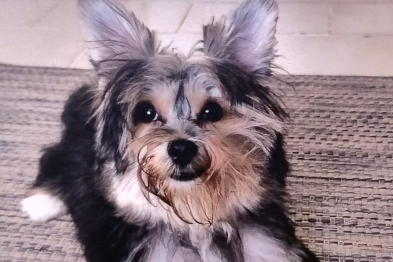 Suspeito de matar cachorro e ameaçar esposa é preso e diz que 'queria matar um ser humano'