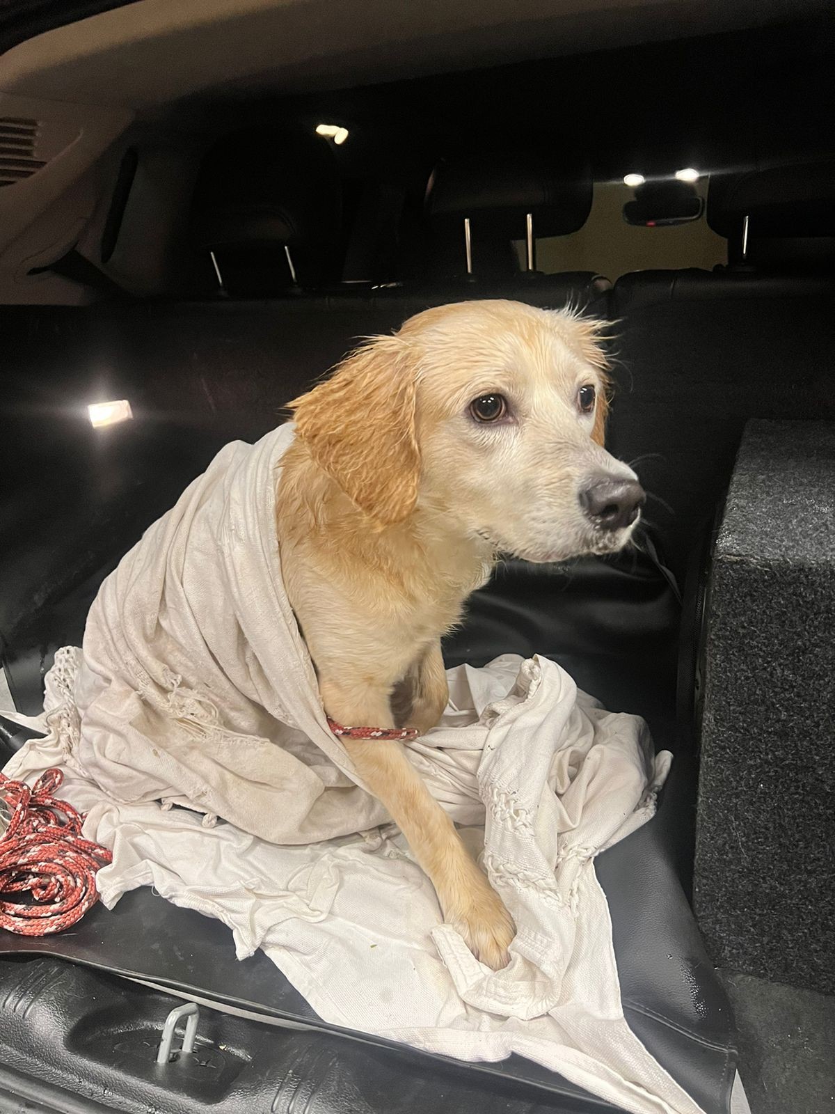 Suspeita de abandonar cão em rua de Nova Odessa durante chuva é identificada 