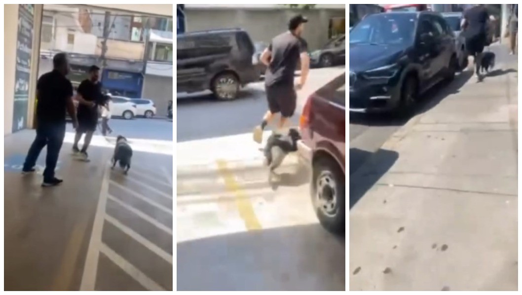 VÍDEO: homem entra em petshop, pega filhote de border collie que estava para adoção e foge correndo nos Jardins, em SP