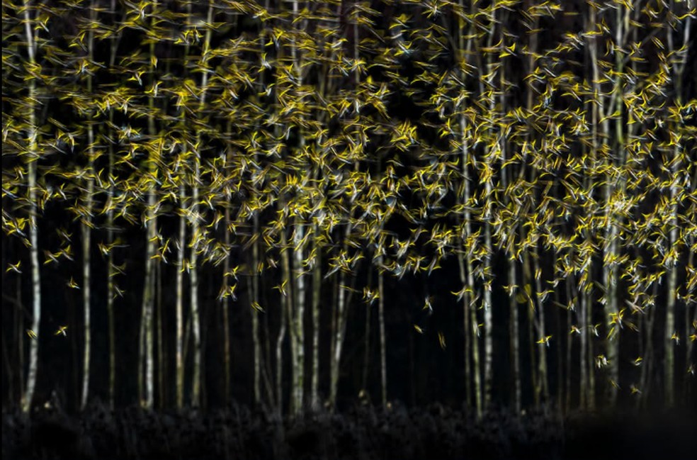 A imagem de Michał Michalski, que retrata um bando de pássaros assustados por um gavião, venceu a categoria Arte Natural — Foto: Michał Michalski