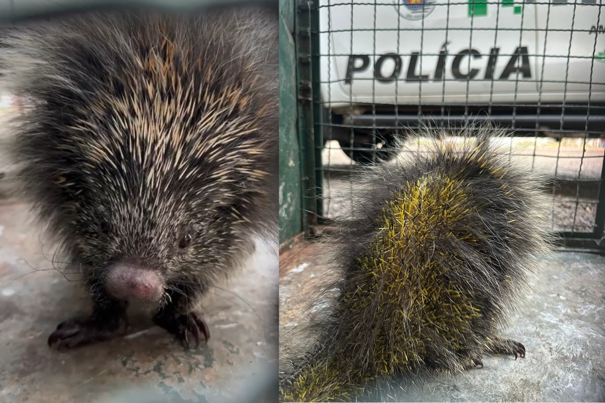 VÍDEO: ouriço-cacheiro é resgatado com patas queimadas durante incêndio em mata de Presidente Prudente