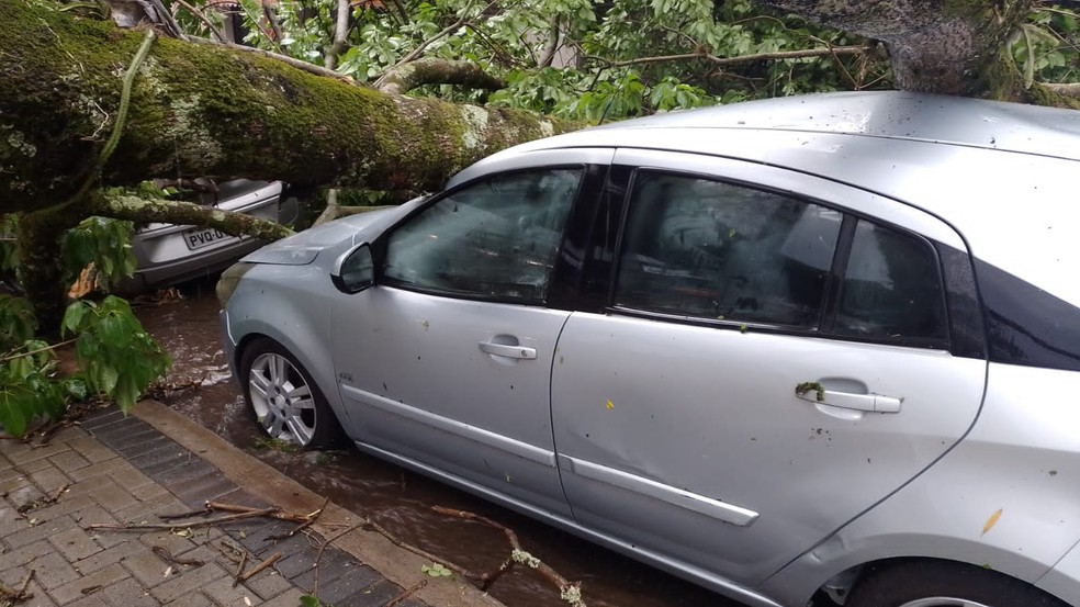 Chuva derrua árvore em carro, em Lavras — Foto: Redes sociais