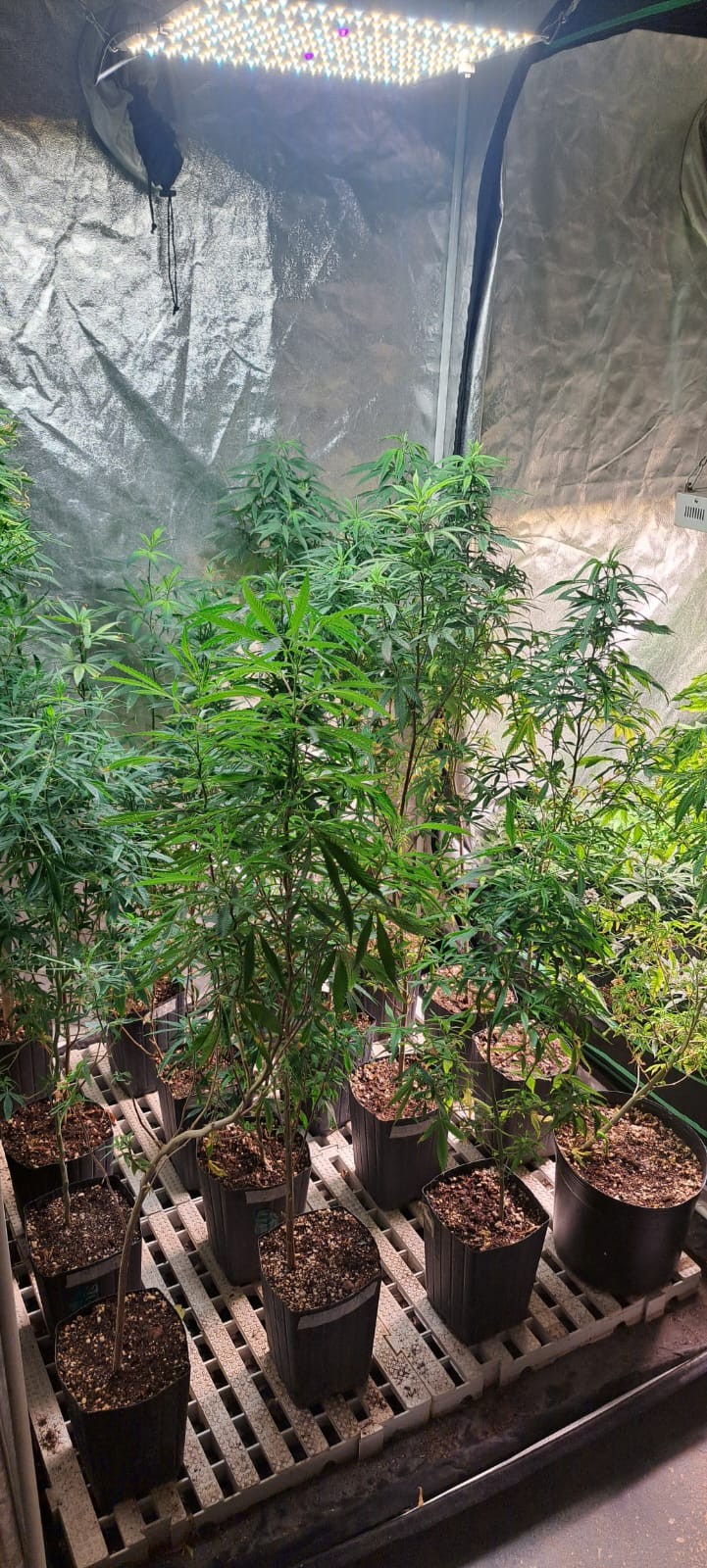 PM encontra estufa de maconha em sítio de Magé, no RJ