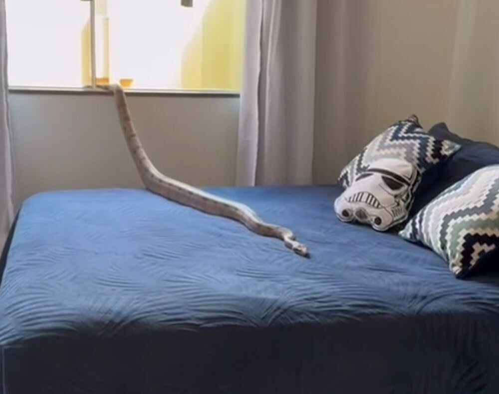 Vídeo mostra cobra sendo capturada em cima de cama em MG
