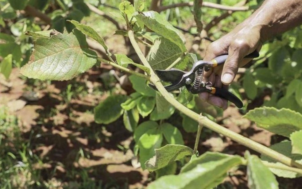 Cada viveirista poderá adquirir até 100 gemas de cada cultivar — Foto: Divulgação/Emater