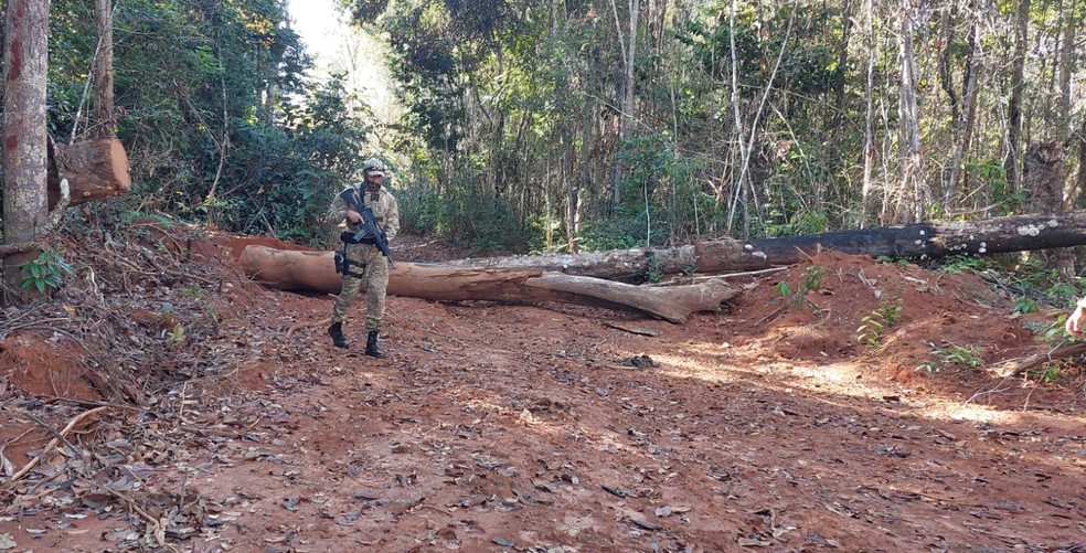 Polcia combate crimes de desmatamento, corte seletivo e furto de bem da Unio no Parque Indgena do Xingu  Foto: Polcia Federal
