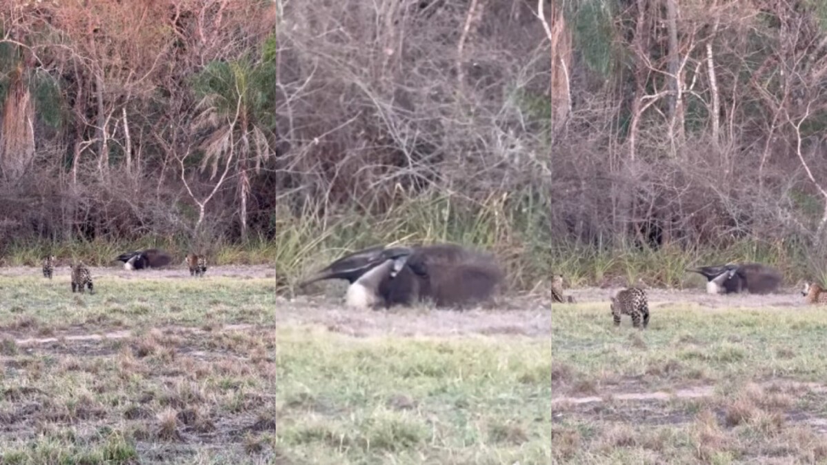 Momento de tensão: tamanduá com filhote enfrenta onças-pintadas e foge em cena rara no Pantanal; veja vídeo